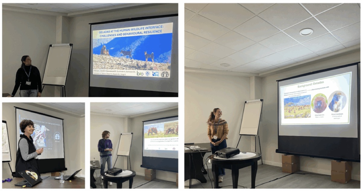 Presenting the first results of the BRIDGES project.